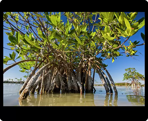 NA. Mangrove near Calosa Key in Everglades National Park, Florida