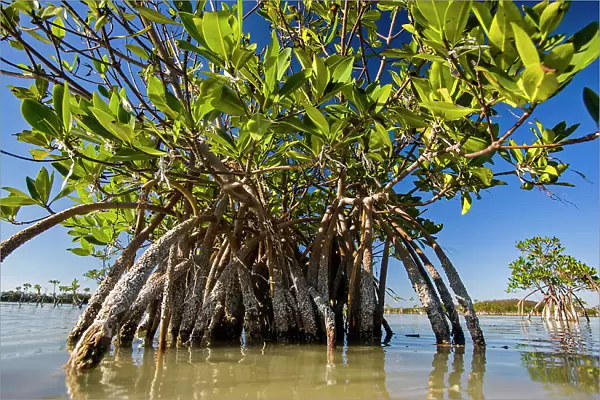NA. Mangrove near Calosa Key in Everglades National Park, Florida