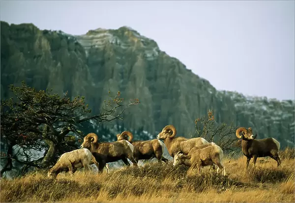 Bighorn sheep grazing in a mountain valley, Montana, USA