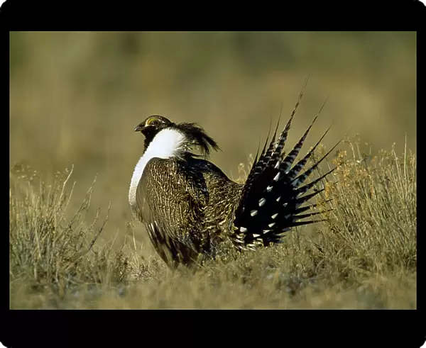 Portrait of a bird with unique and showy plumage, Gunnison Sage-Grouse