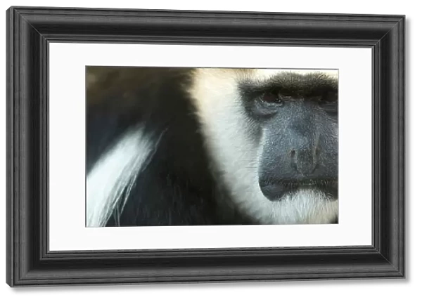 Portrait of an Eastern black-and-white colobus monkey