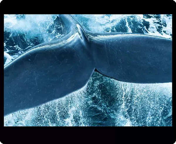 The tail of a right whale