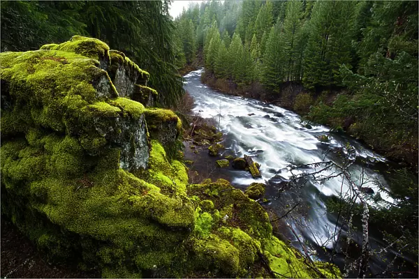 The Upper Rogue River running through forested canyon