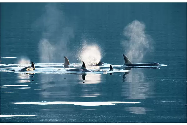 Killer whales, or orcas swimming in Frederick Sound, Inside Passage, Alaska