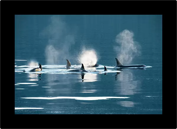 Killer whales, or orcas swimming in Frederick Sound, Inside Passage, Alaska