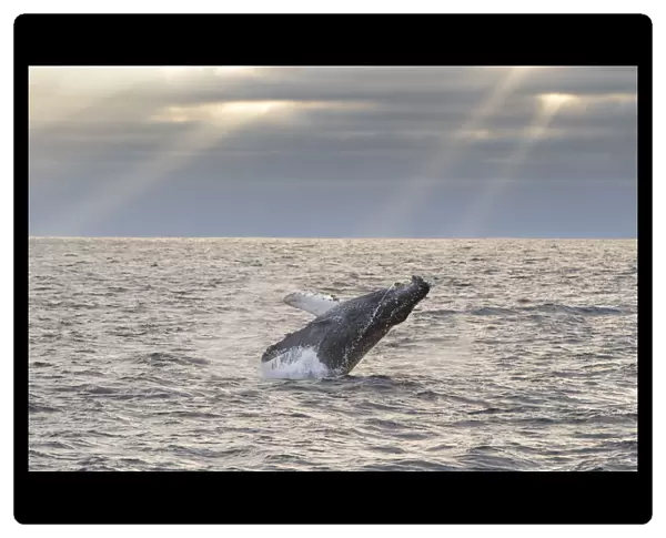 Humpback Whale (Megaptera novaeangliae) breaching at sunset, Monterey Bay, California