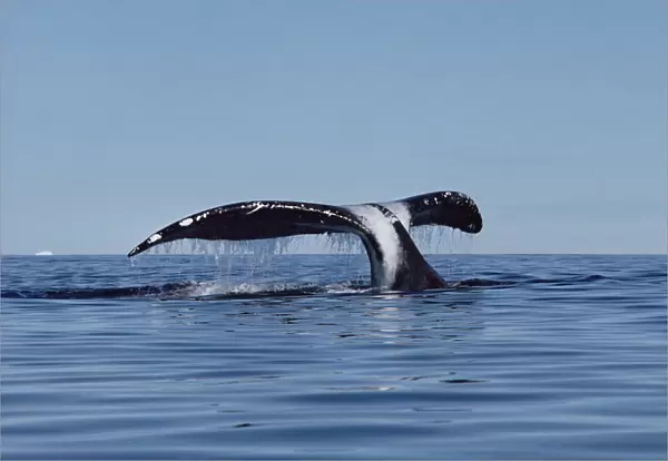 Bowhead Whale (Balaena mysticetus) tail, Baffin Island, Canada