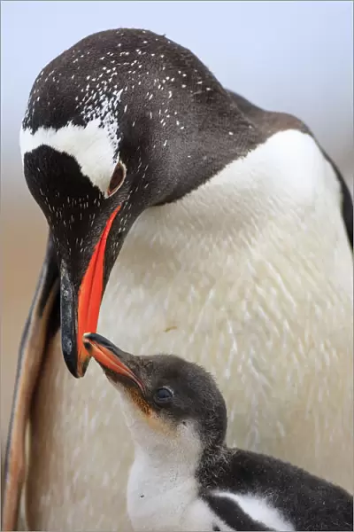 Gentoo Penguin (Pygoscelis papua) parent feeding chick, Falkland Islands