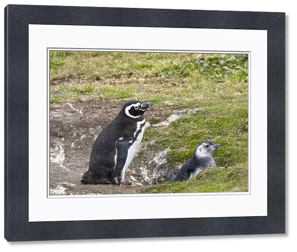 Magellanic Penguin (Spheniscus magellanicus) parent with chick at nest, Falkland Islands
