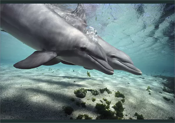 Bottlenose Dolphin (Tursiops truncatus) pair, Hawaii