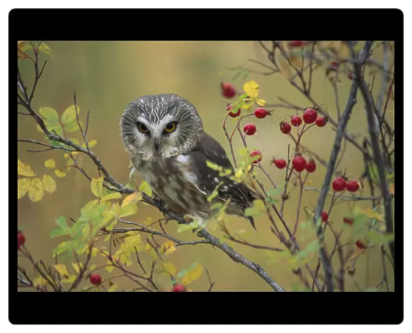 Northern Saw-whet Owl (Aegolius acadicus) perching in a wild rose bush, British Columbia