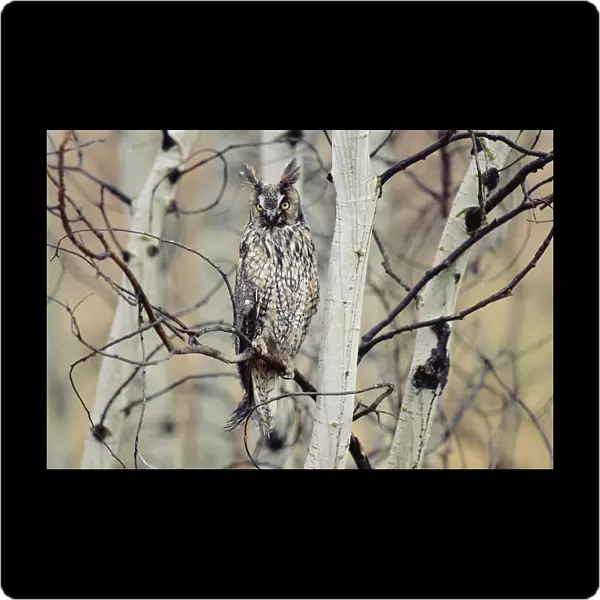 Long-eared Owl (Asio otus) perching in a tree, circumpolar species, British Columbia