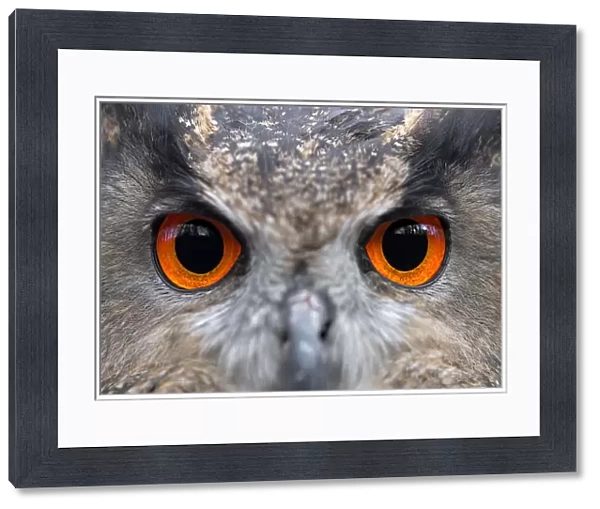 Eurasian Eagle Owl (Bubo Bubo) eyes, Gelderland, the Netherlands