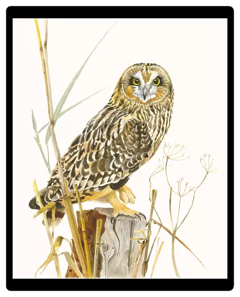 Short-eared Owl (Asio flammeus) sitting on a pole with some reed stems and other