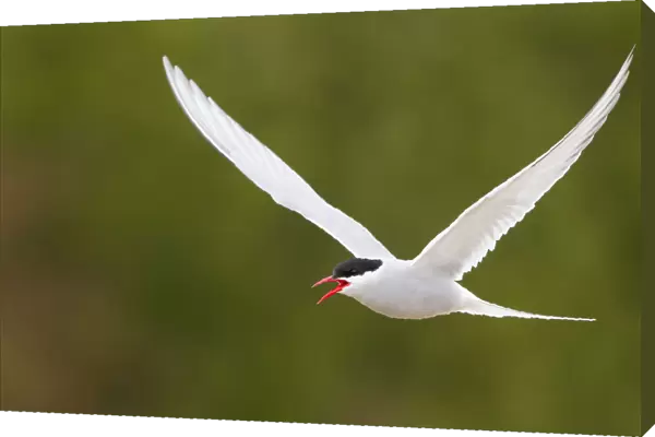 Arctic Tern (Sterna paradisaea) calling in flight, Finnmark, Norway