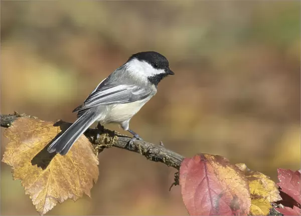 Black-capped Chickadee (Poecile atricapillus) perched on a branch, Saskatchewan, Canada