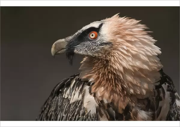 Bearded Vulture (Gypaetus barbatus) captive, Lower Saxony, Germany