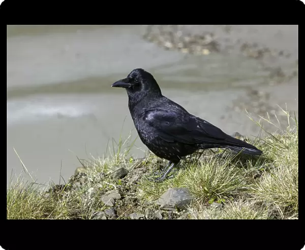 American Crow (Corvus brachyrhynchos), Oregon, USA