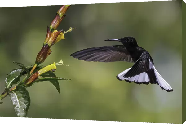 Black Jacobin (Florisuga fusca) flying and feeding at a flower, Atlantic rainforest