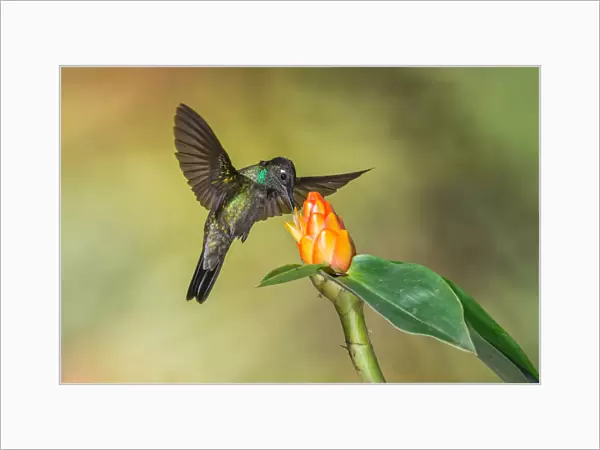 Admirable Hummingbird (Eugenes spectabilis), Costa Rica