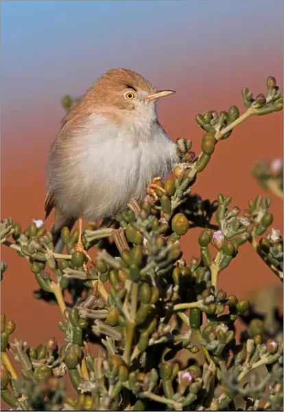 African Desert Warbler (Sylvia deserti), Morocco