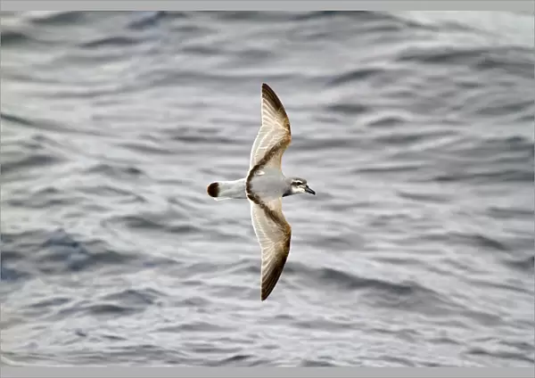 Broad-billed Prion (Pachyptila vittata) flying, South Pacific Ocean, New Zealand