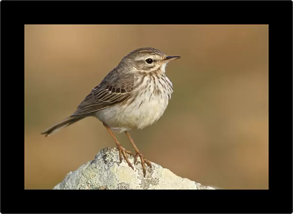 Berthelots Pipit (Anthus berthelotii), Canary Islands, Spain