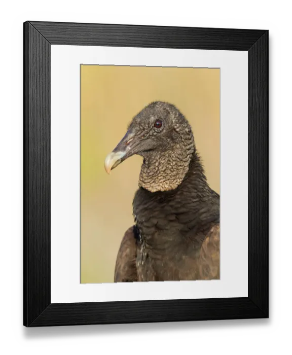 Framed Print : Black Vulture Print, Florida Landscape Framed Print : Black Vulture Print, Florida Landscape
