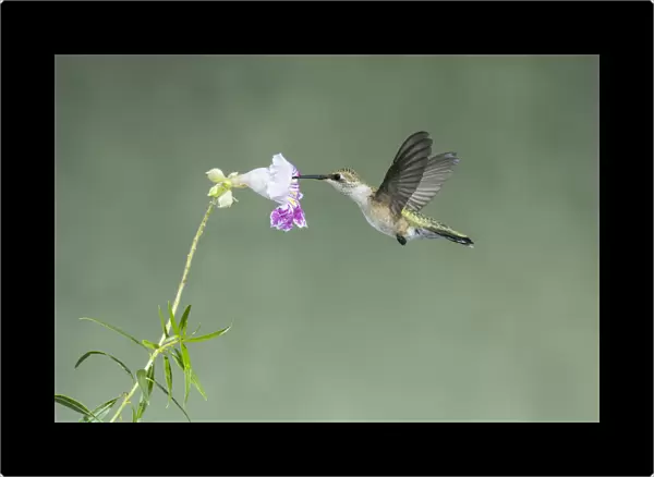 Black-chinned Hummingbird (Archilochus alexandri) young male feeding on flower nectar