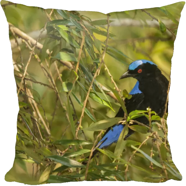 Asian Fairy-bluebird (Irena puella), Doi Inthanon, Thailand