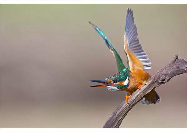 Common Kingfisher (Alcedo atthis) female threatening, Saxony-Anhalt, Germany