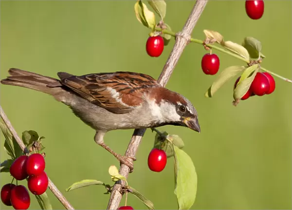House Sparrow (Passer domesticus) male, St. Gallen, Switzerland