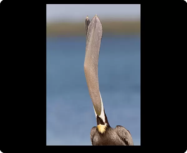 Brown Pelican (Pelecanus occidentalis), Florida, USA