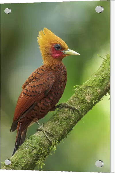 Chestnut-colored Woodpecker (Celeus castaneus) male, Costa Rica