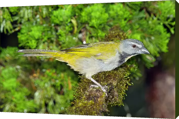 Buff-throated Saltator (Saltator maximus) Puntarenas, Costa Rica