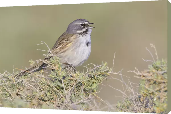 Bells Sparrow (Artemisiospiza belli canescens) singing, California, USA