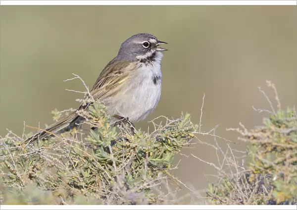 Bells Sparrow (Artemisiospiza belli canescens) singing, California, USA