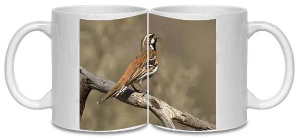 Chestnut-breasted Quail-thrush (Cinclosoma castaneothorax) male singing, Queensland