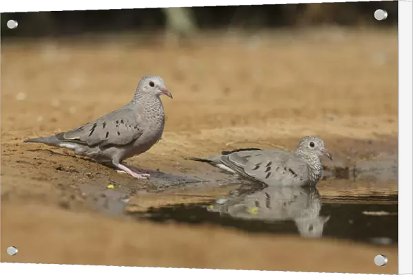 Common Ground Dove (Columbina passerina) pair, Texas, USA