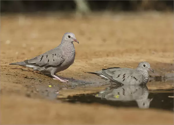 Common Ground Dove (Columbina passerina) pair, Texas, USA