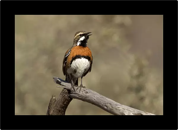Chestnut-breasted Quail-thrush (Cinclosoma castaneothorax) male singing, Queensland