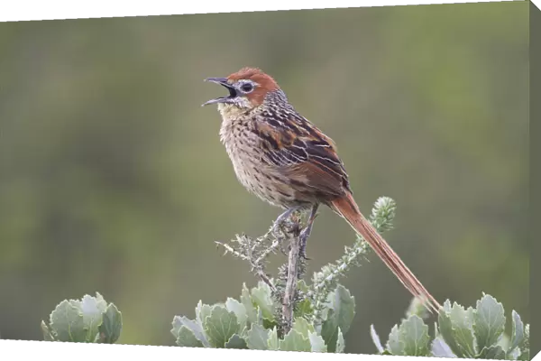 Cape Grassbird (Sphenoeacus afer), singing, Western Cape, South Africa