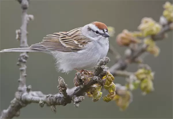 Chipping Sparrow (Spizella passerina), British Columbia, Canada