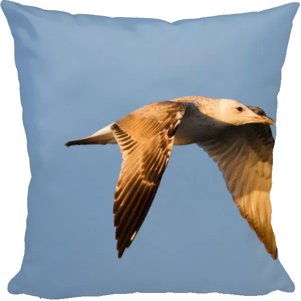 Caspian Gull (Larus cachinnans) flying, Baden-Wuerttemberg, Germany