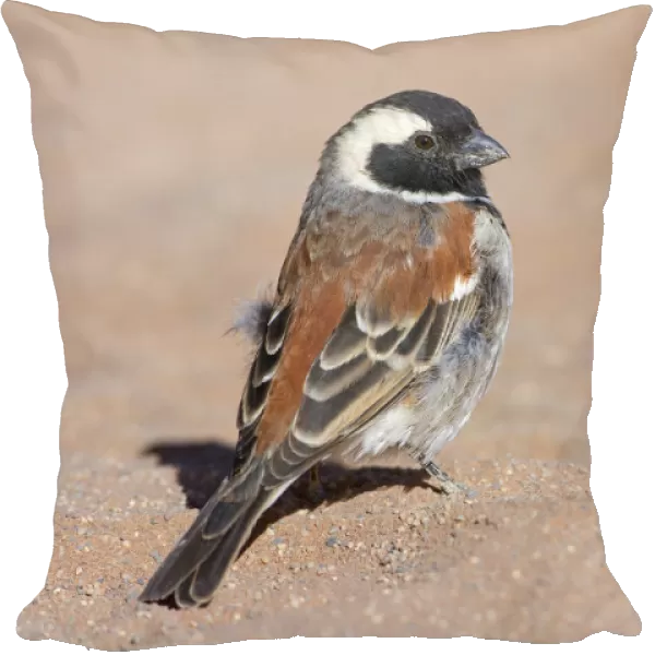 Cape Sparrow (Passer melanurus) male, Hardap, Namib-Naukluft National Park, Namibia