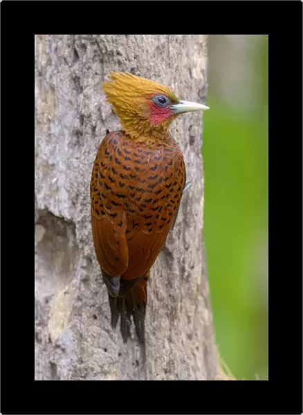 Chestnut-colored Woodpecker (Celeus castaneus) male, Alajuela, Costa Rica