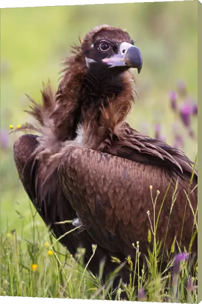 Cinereous Vulture (Aegypius monachus), Castile, Spain