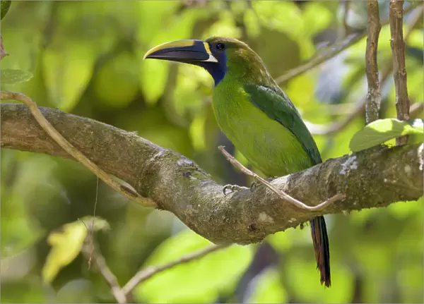 Emerald Toucanet (Aulacorhynchus prasinus) perched on a branch, San Jose, Costa Rica