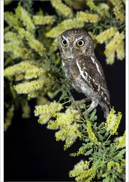 Elf Owl (Micrathene whitneyi), Arizona, USA