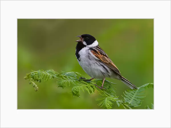 Common Reed Bunting (Emberiza schoeniclus) male singing, Greater London, United Kingdom